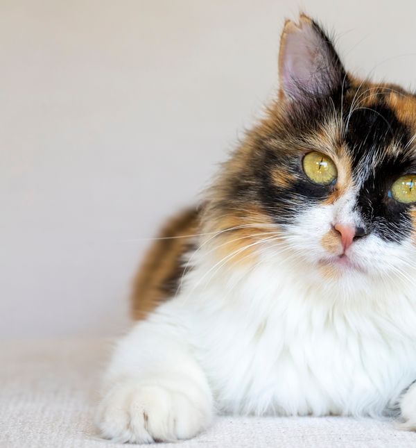 Vjeruje se da kaliko mačke često formiraju jaku vezu s jednom osobom u kućanstvu