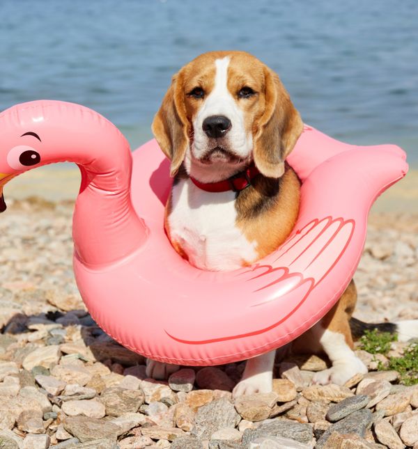 Odlazak na more sa psom može biti nezaboravno iskustvo i prilika za stvaranje novih zajedničkih uspomena