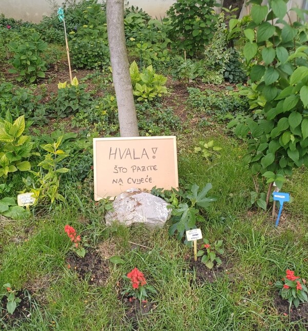 Cvijeće uljepšava naše ulice cijele godine, vratimo mu uslugu tijekom toplinskog vala