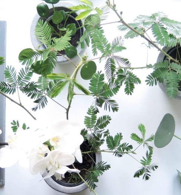 Radionica biljaka O\'bilje