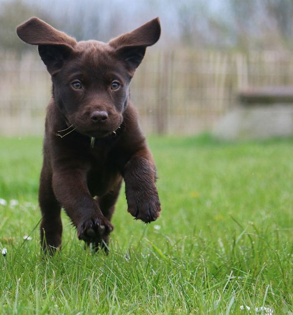 Štene labradora retrivera