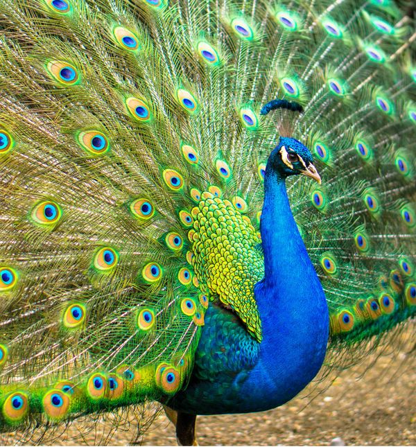 Poznati po duhovnosti i smislu za ljepotu kojom nadahnjuju druge, vodenjaci su poput pauna u punom sjaju