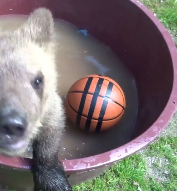 Medvjedić Matija u oporavilištu ZOO vrta u Zagrebu tople dane krati kupanjem u bazenčiću