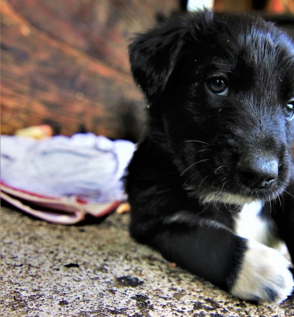 Štenci iz udruge Kako psi komuniciraju, koji se udomljavaju, zvijezde su kampanje 'Prva četiri su najvažnija'