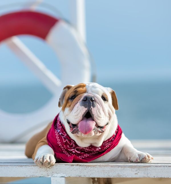 Umor uslijed visokih temperatura kod pasa se može dogoditi u roku od 15 minuta od izlaganja visokoj temperaturi