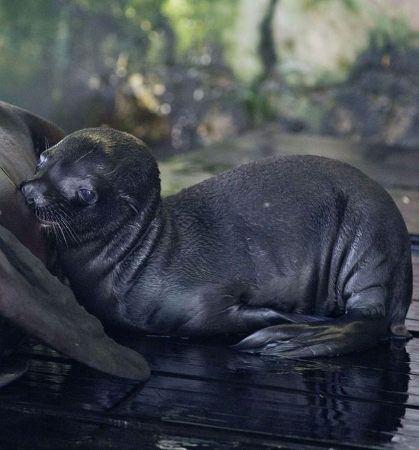 Mladunče kalifornijskog morskog lava novi je stanovnik Zoološkog vrta grada Zagreba