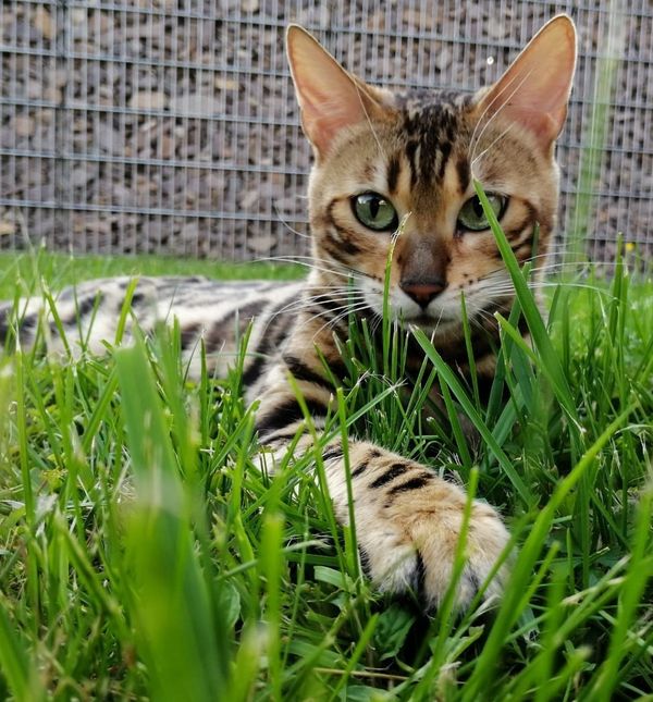 Bengalska mačka zbog svojeg točkastog krzna podsjeća na leoparda