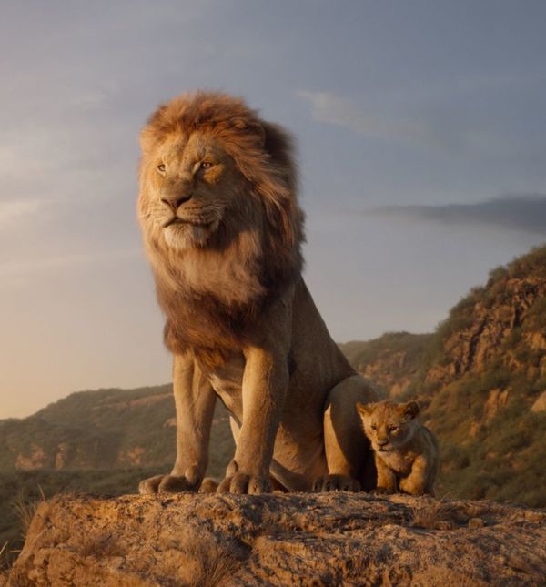 Kadar ioz novog Kralja lavova