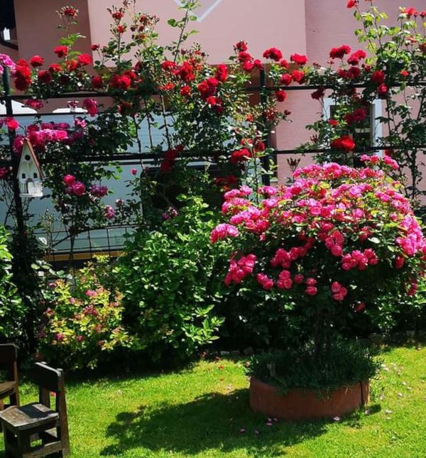 Dvorište Vesne Muže iz Petrinje jedno je od najljepših u tom kraju