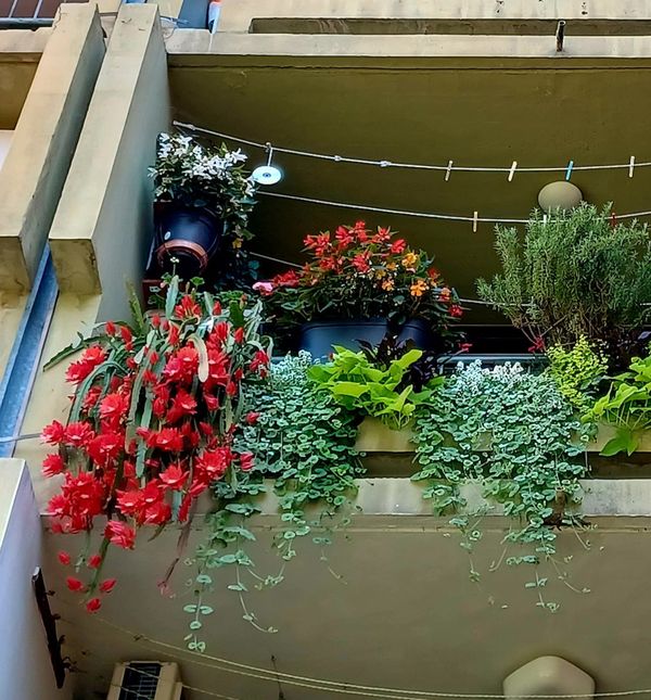 Zagrebački balkon prepun cvijeća zadivljuje prolaznike