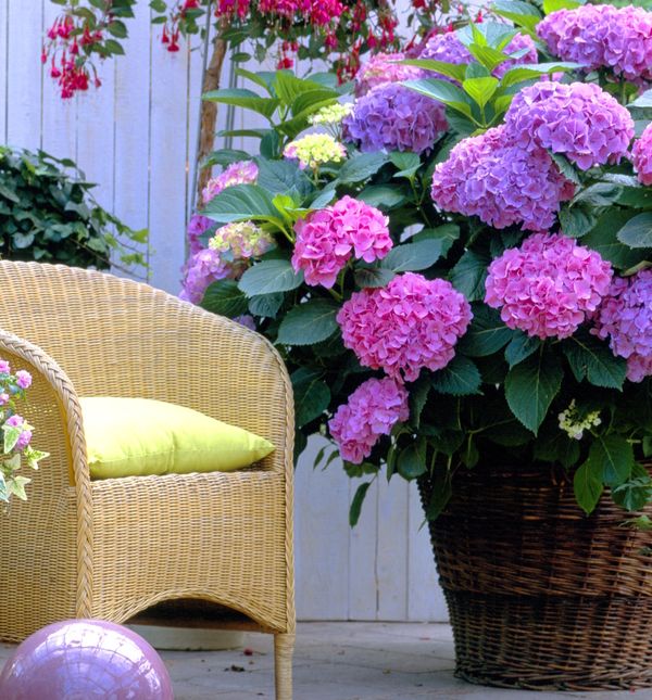 Ružičaste hortenzije