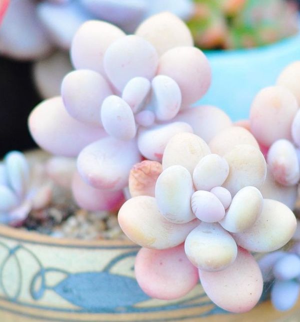 Sukulent mjesečev kamen