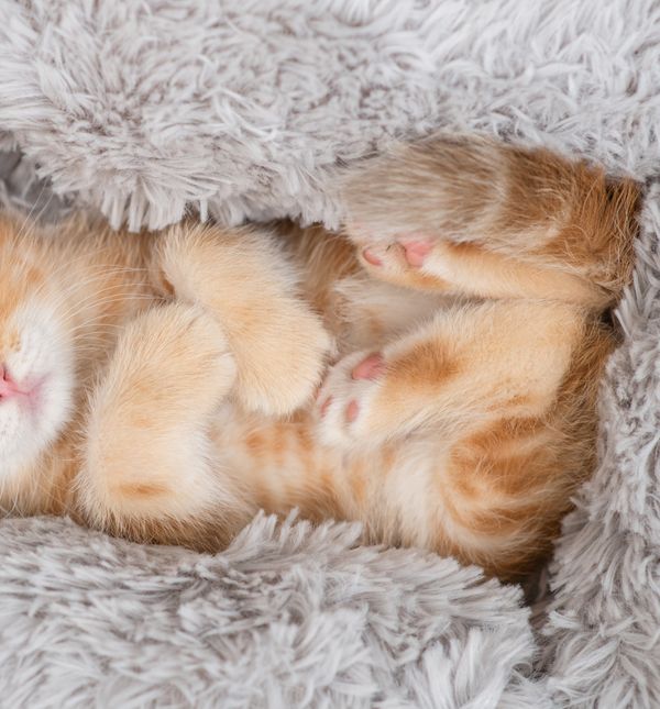 Mačić narančaste boje