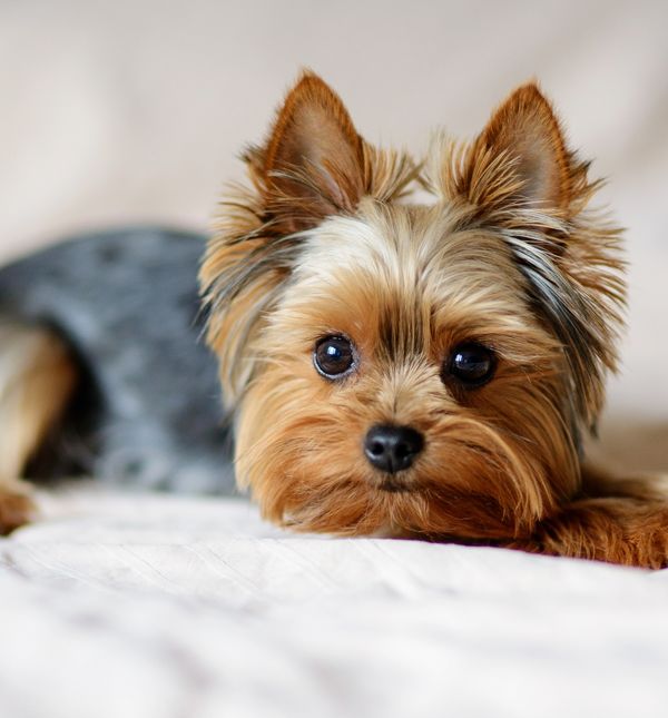 Malenog jorkija krasi snažna osobnost