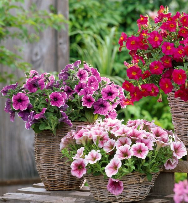 Petunije su jedan od omiljenih cvjetova