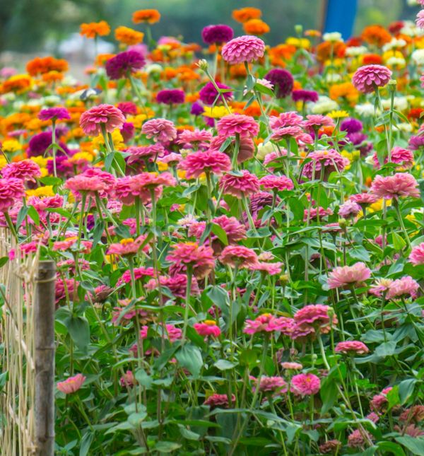 Cinija je među cvijećem koje vrlo brzo raste