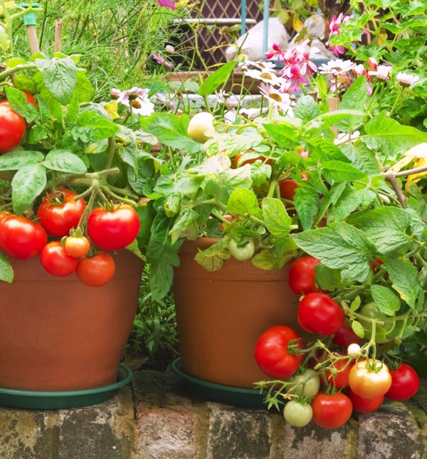 Rajčice će vam rasti još bolje uz odlično prirodno gnojiivo