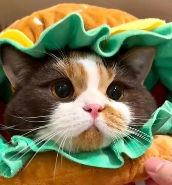 Maca Luna jedna je od najslađih zvijezda Instagrama