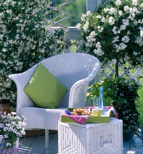 Biljke penjačice bit će vaš saveznik tijekom vrućina