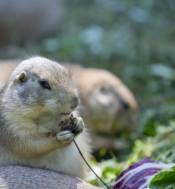 Tijekom ljetnih školskih praznika u Zoološkom vrtu Grada Zagreba održava se Divlje ljeto