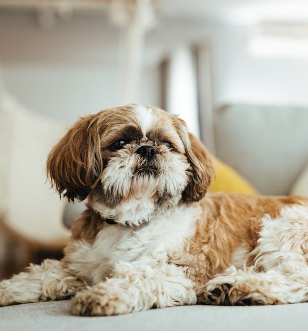 Shih tzu je izvrstan obiteljski ljubimac koji se slaže s drugim životinjama