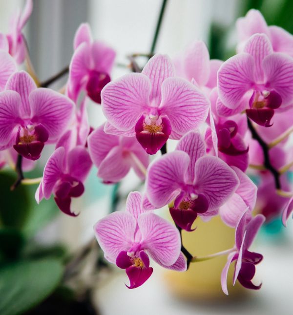 Orhideje će procvjetati uz dodatak vode s češnjakom