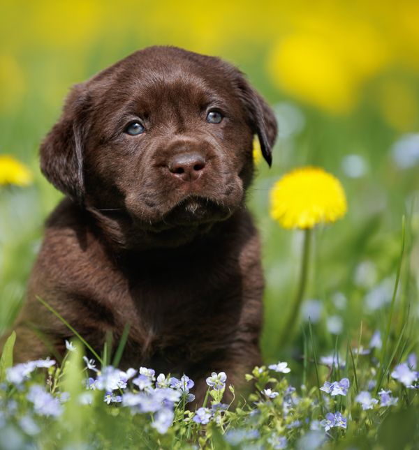 Štene labrador retrivera