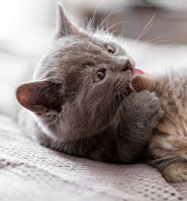 Ako imate nekoliko mačaka, vrlo je vjerojatno da se one međusobno čiste