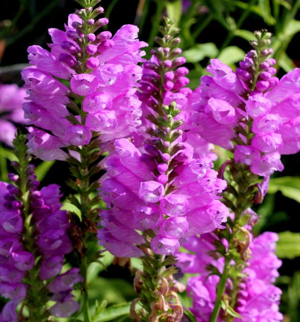 Dekorativna trajnica fizostegija, u narodu poznata i kao 