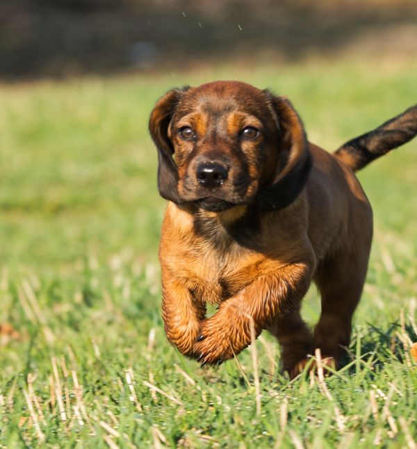 Alpski brak jazavčar, poznat i kao alpski brakovski gonič, sve je popularniji među vlasnicima pasa u Hrvatskoj