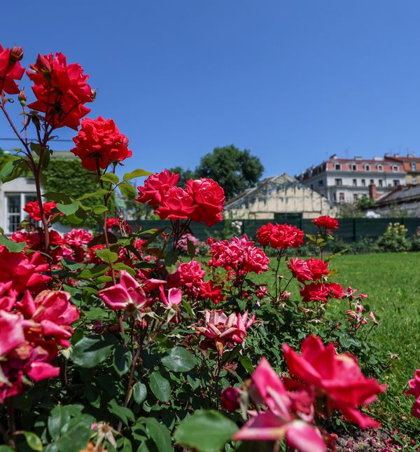 Lipanjska čarolija Botaničkog vrta u Zagrebu