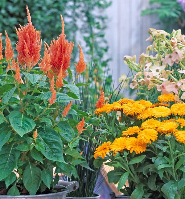 Lipanj je idealan za sadnju nekih vrsta cvijeća