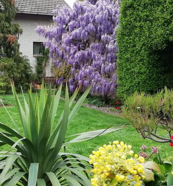 Vrt Branke Markovanović iz Čepina izgleda poput najljepšeg raja