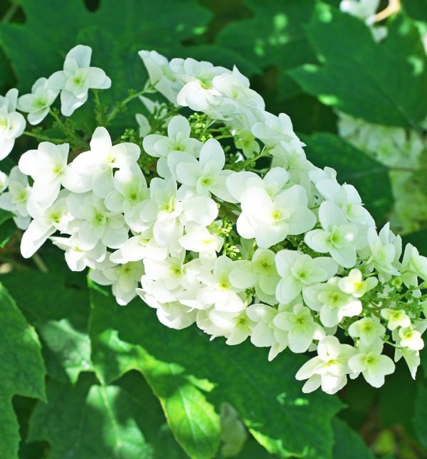 Hrastolisna hortenzija