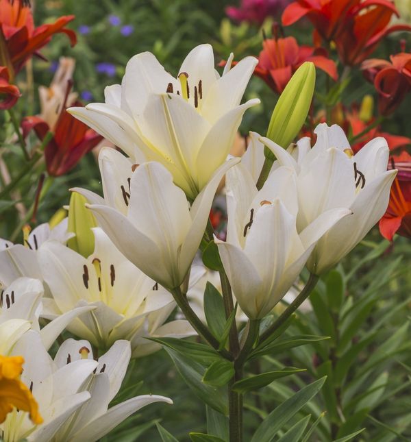 Ljiljani su pravi kraljevi vrta