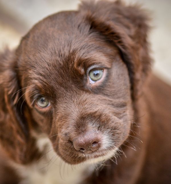 Štene koker španijela