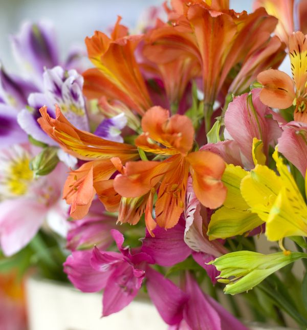 Peruanski ljiljan unosi tropski ugođaj u vrtove