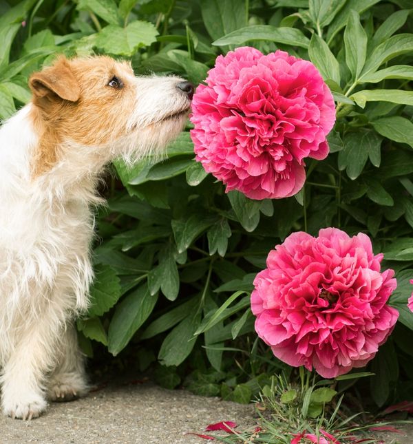 Soda bikarbona ima brojne mogućnosti primjene u kućanstvu, a jedna je od njih i borba protiv nametnika na biljkama