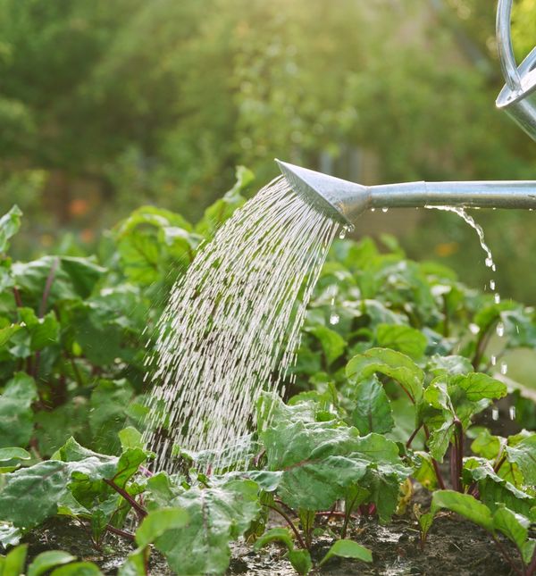 Zalijevanje cvijeća