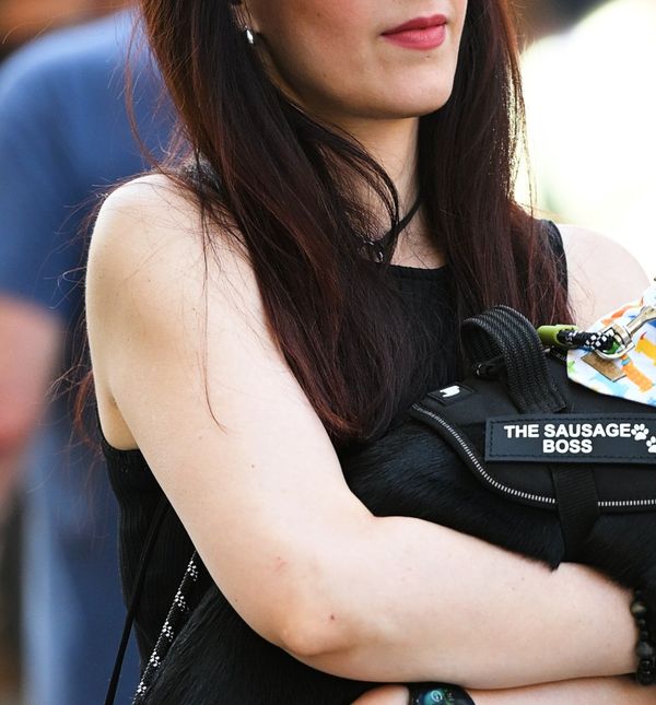 Psi na zagrebačkoj špici