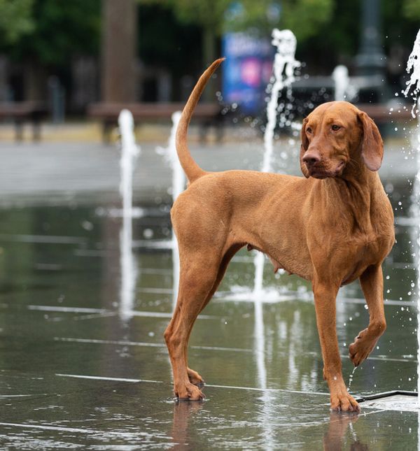 Najjednostavnijim trikom možete otkriti je li prevruće da pas boravi vani