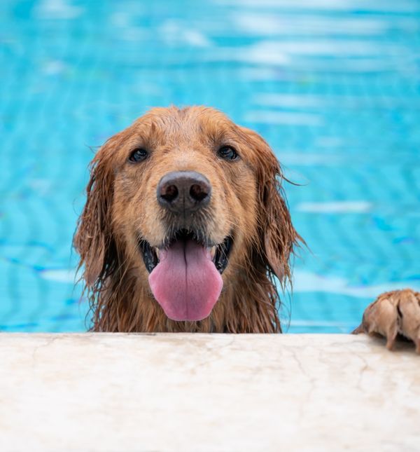 Većina pasa voli se osvježiti u vodi, pa ako ste u prilici, odvedite ih na plažu za pse ili neka se okupaju u dječjem bazenu na napuhavanje