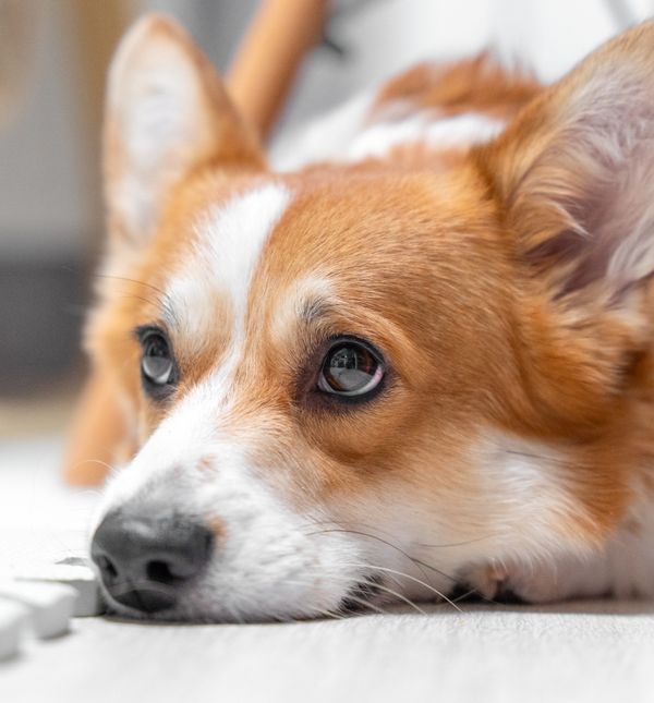 Većina vlasnika svom psu omogući pristup svim prostorijama