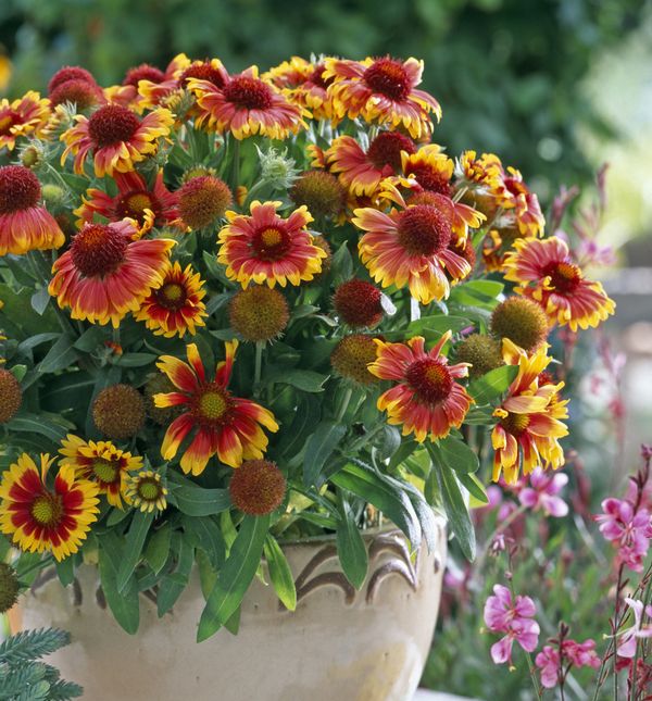 Cvjetovi gailardije u nijansama žute, narančaste i crvene podsjećaju na zalazak sunca