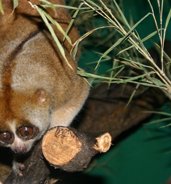 Zoološki vrt Grada Zagreba slavi sto godina postojanja