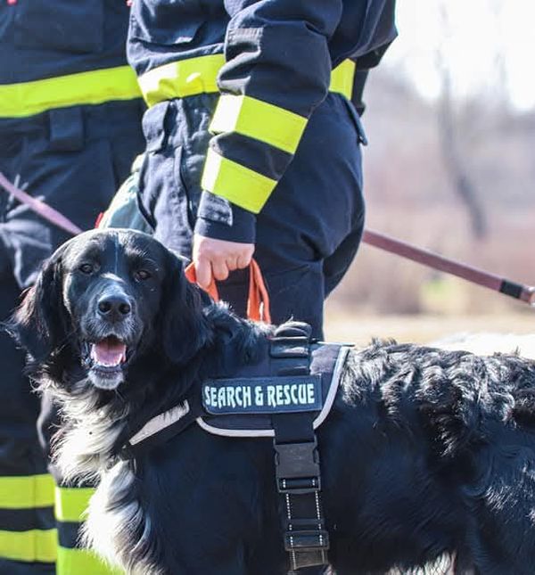 Oni odlaze kamo nitko drugi ne može: Potražni psi DVD-a Zapad u akcijama koje oduzimaju dah