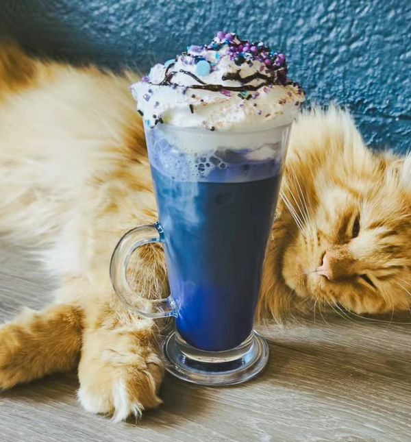 Zagrebački Cat Caffe ima dva pića inspirirana pjevačicom Taylor Swift