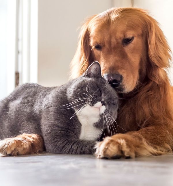 Volite li više mačke ili pse?