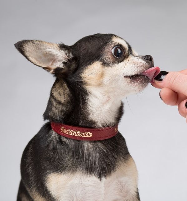 Ogrlica za psa je dostupna u 8 veličina, dok narukvica za vas dolazi u jednoj unisex veličini