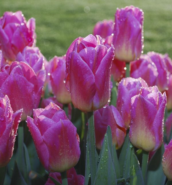 Rosa ili Kiša su imena i prezimena nadahnuta meteorološkim pojavama